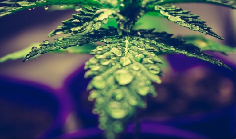 The Future of Cannabis!