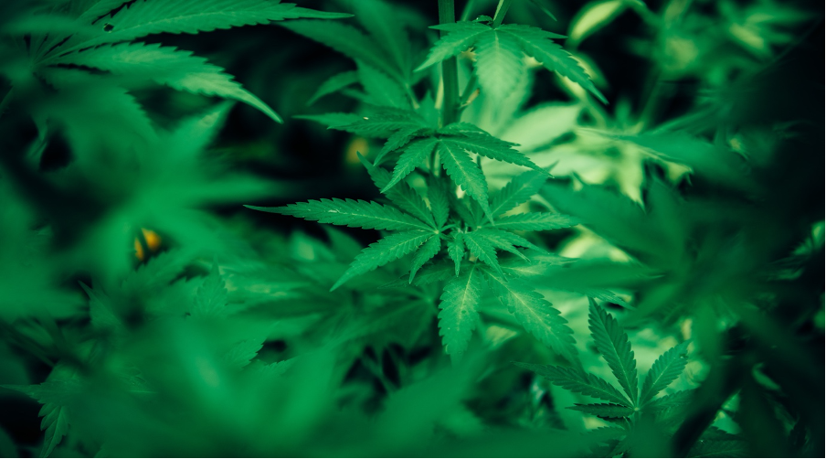 #canadianstock #pennystock #cannabis #tsx #healthcare