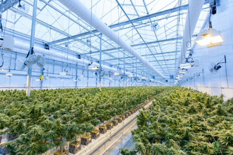 Tilray Brands, Inc.: Beyond Cannabis — Building a Diversified Consumer Brands Platform