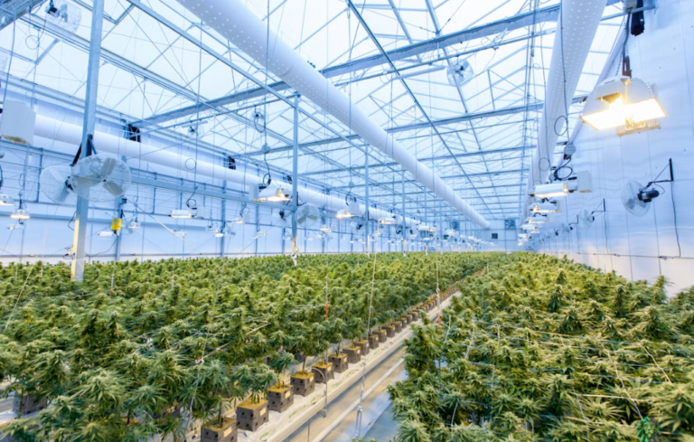 Tilray Brands, Inc.: How Craft Beer and Spirits Acquisitions Saved the Company’s Balance Sheet